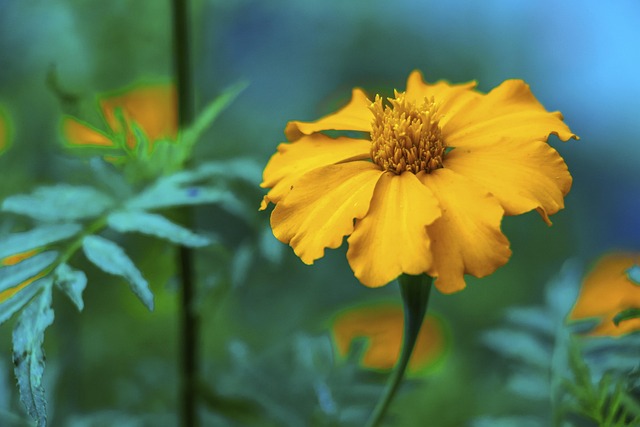 Flor, Jardín, Bloom, Fondo De La Flor