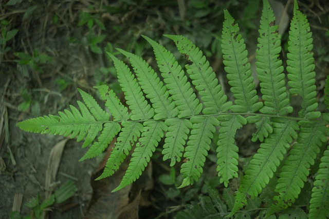 Hoja, Verde, Naturaleza, Primavera