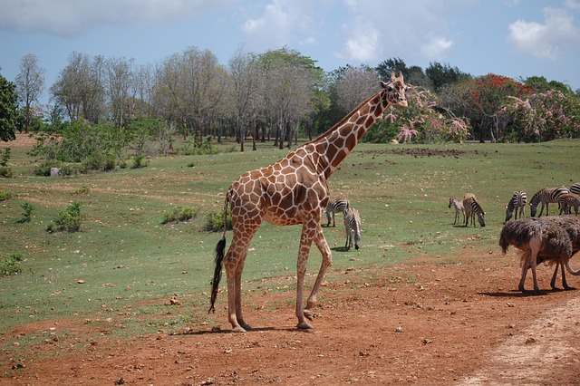 Free Animal Zoo photo and picture