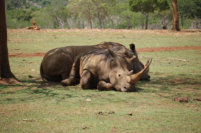 Free Animals Salvaje photo and picture