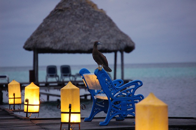 Free Pajaro Playa photo and picture