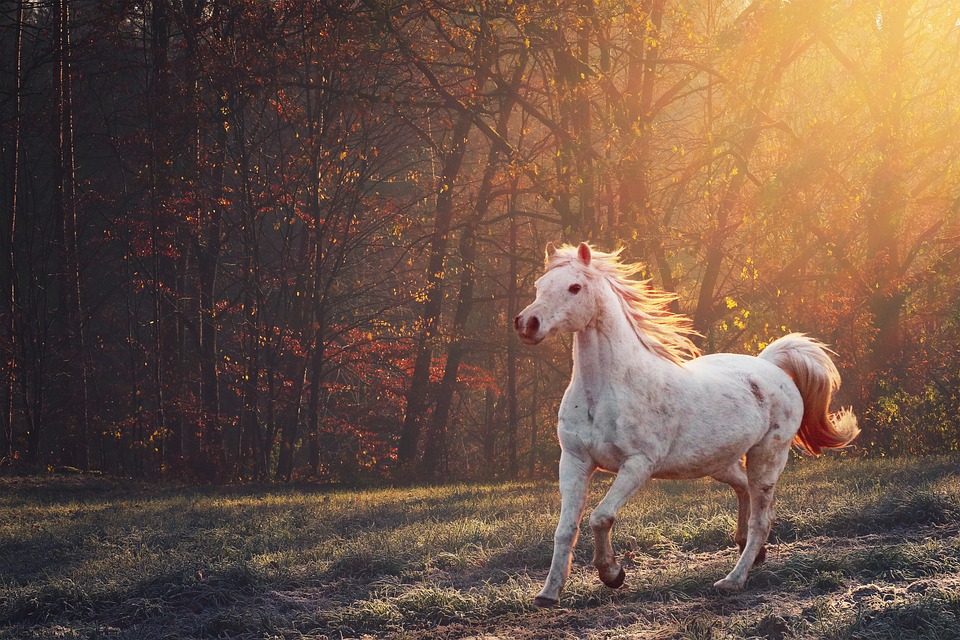 Forest, Horse, Fantasy, Nature, Light