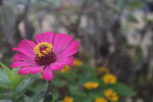 Blomst, Blomst Baggrund, Morgen, Plante