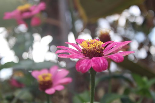 Blomst, Morgen, Plante, Blomst Baggrund