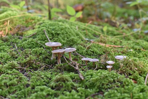 Pilze, Natur, Herbst, Moos, Minipilz