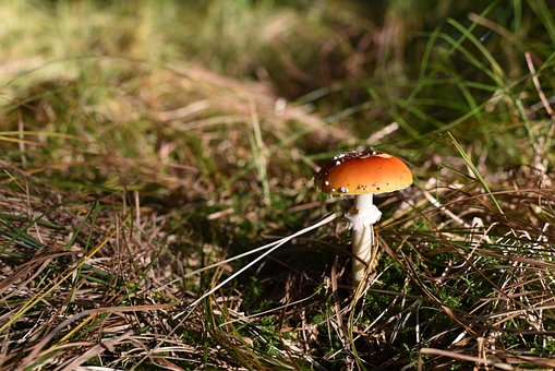 Pilze, Natur, Herbst, Moos, Minipilz