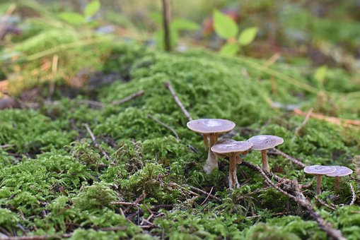 Pilze, Natur, Herbst, Moos, Minipilz