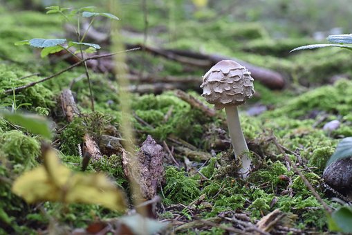 Pilze, Natur, Herbst, Moos, Minipilz