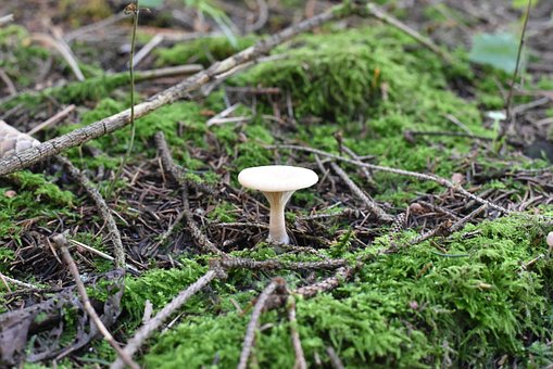 Pilze, Natur, Herbst, Moos, Minipilz
