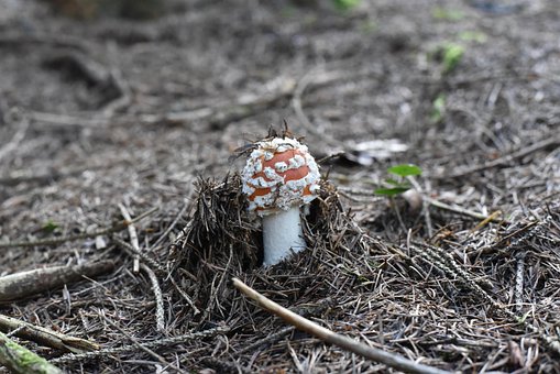 Fliegenpilz, Pilze, Natur, Herbst, Moos