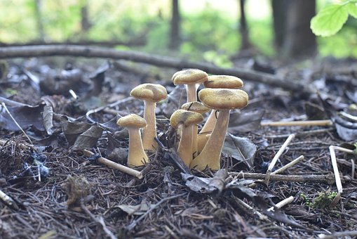 Pilze, Natur, Herbst, Moos, Minipilz