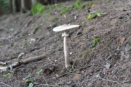 Pilze, Natur, Herbst, Moos, Minipilz