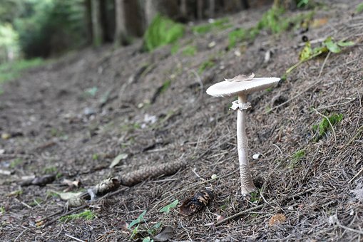 Pilze, Natur, Herbst, Moos, Minipilz