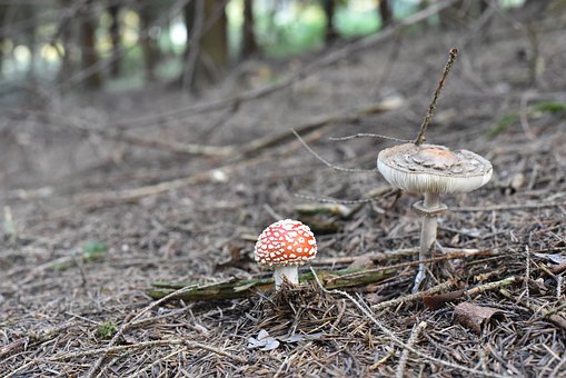 Fliegenpilz, Pilze, Natur, Herbst, Moos