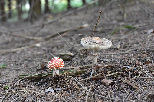 Fliegenpilz, Pilze, Natur, Herbst, Moos