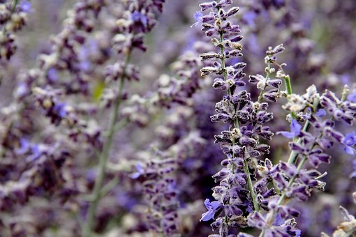 Free Lavender Flower Background photo and picture