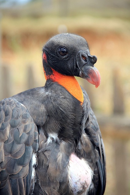 Free Bird Plumage photo and picture