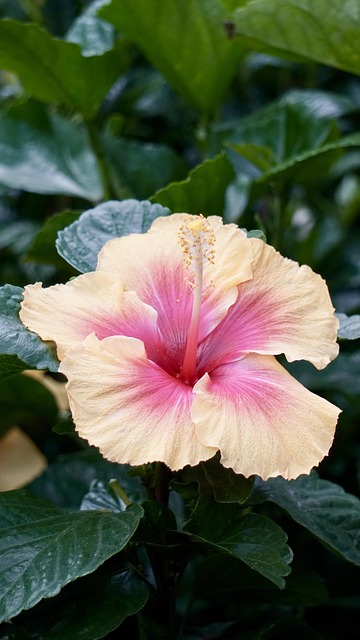 Free Flowers Yellow photo and picture