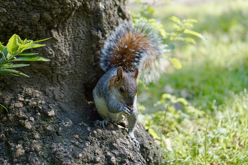 Free Forest Squirrel photo and picture