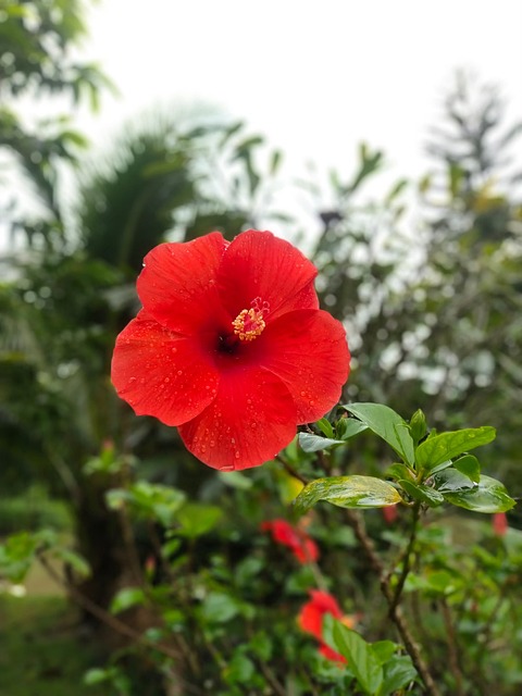 Hibiscus, Smukke Blomster, Blomst Tapet