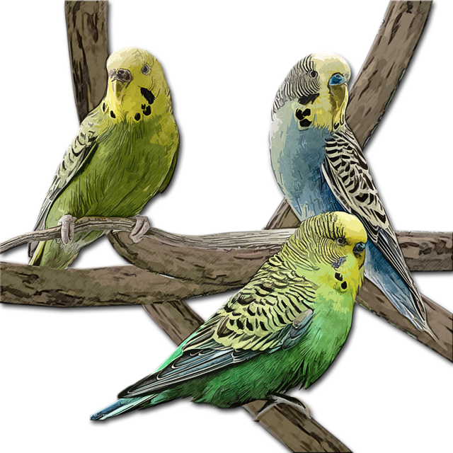 Free bird pet budgie illustration