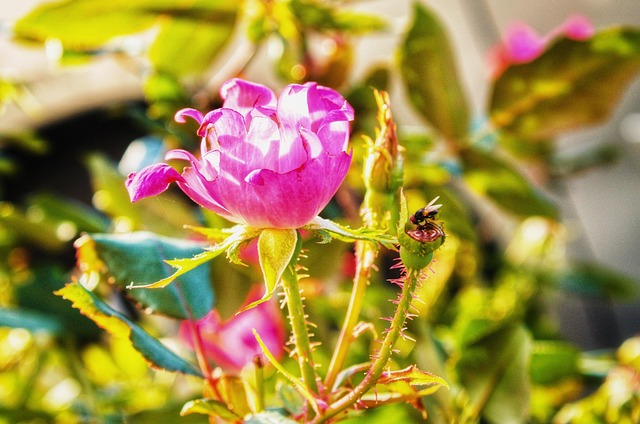 Free Autumn Rose Flower photo and picture