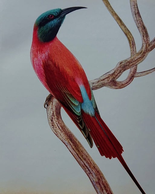 Pássaro, Vermelho, Animal, Rainha