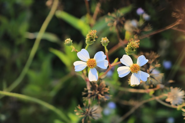 Free Sun Beautiful Flowers photo and picture