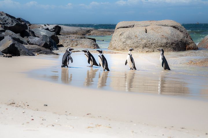 Manchots Du Cap Photos Telechargez Des Images Gratuites Pixabay