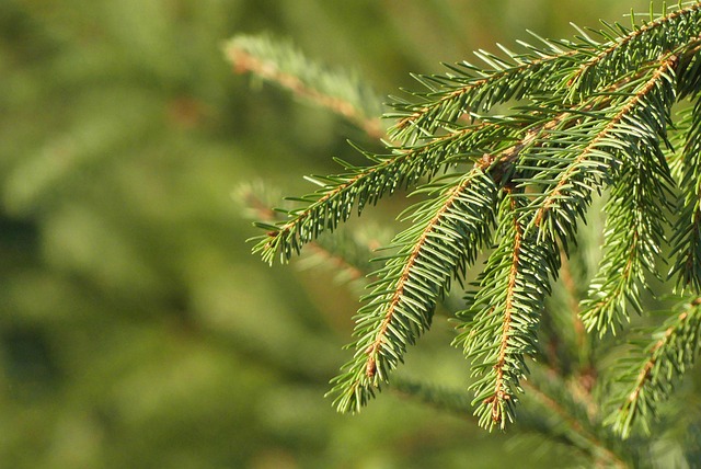 Free Christmas Tree Tree photo and picture