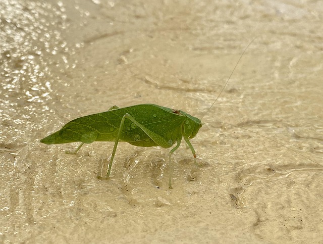 Besouro, Inseto, Katydid, Gafanhoto