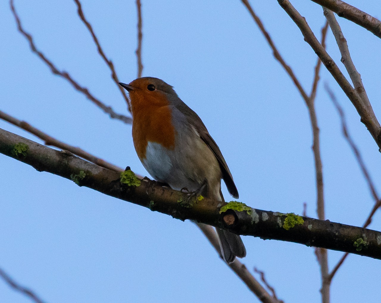 Robin Rotkehlchen Im Baum Kostenloses Foto auf Pixabay