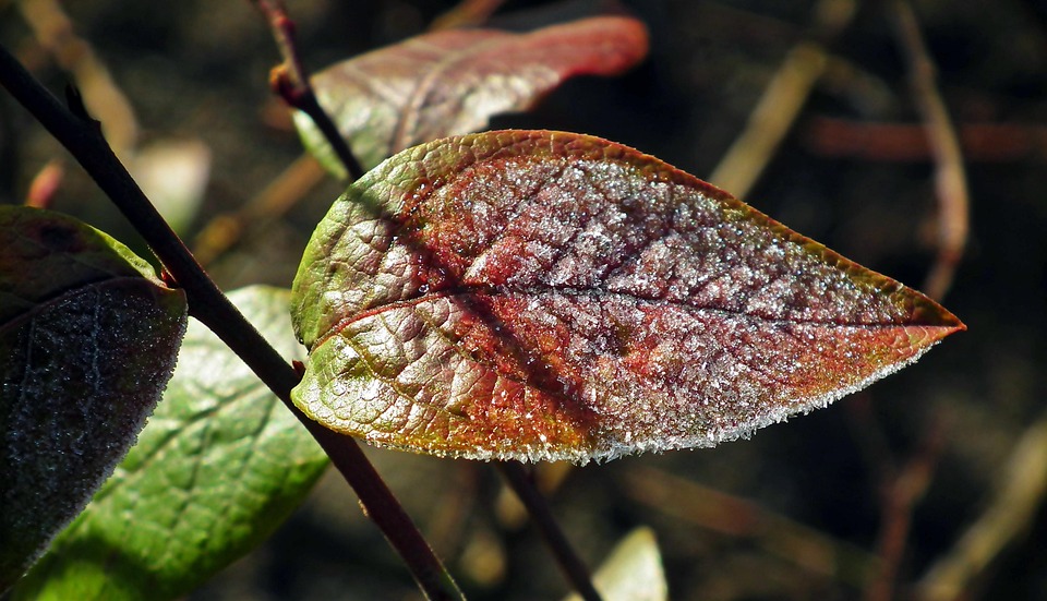 Leaf Pattern Rspb Leaf Autumn Pattern - Free photo on Pixabay - Pixabay