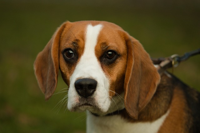 Free Dog Young photo and picture