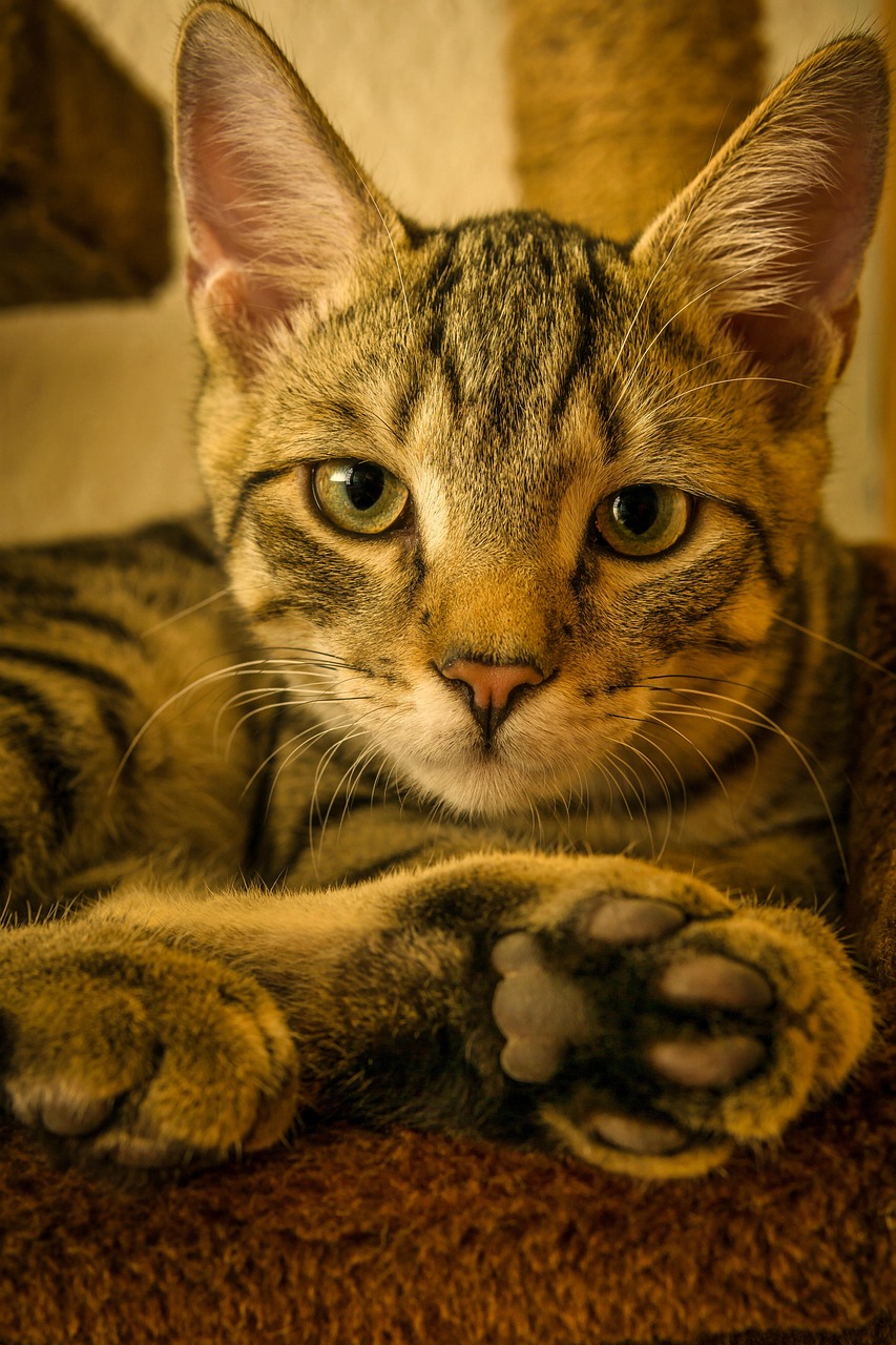 Cat Mackerel Lying Free photo on Pixabay Pixabay