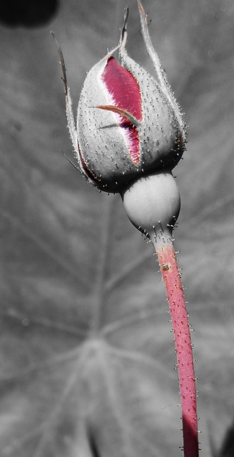 Roos, Groente, Bloem, Bloemen, Natuur