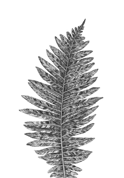 シダ 葉 植物 Pixabayの無料画像