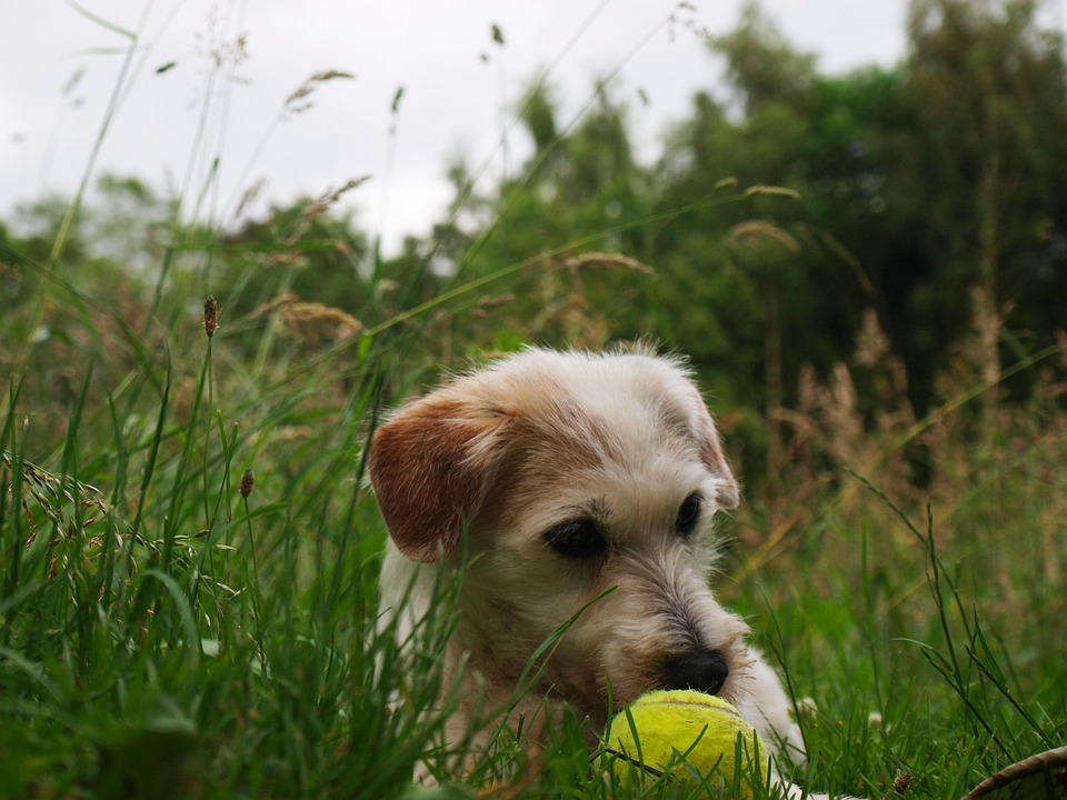 Anjing Anak Terrier Foto Gratis Di Pixabay
