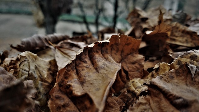 Free Leaves Seasonal photo and picture
