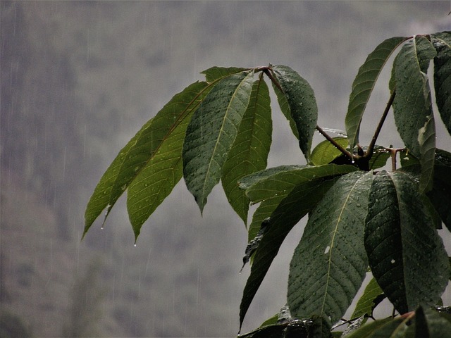 Free Rain Leaves photo and picture