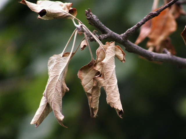 Free Autumn Leaves photo and picture