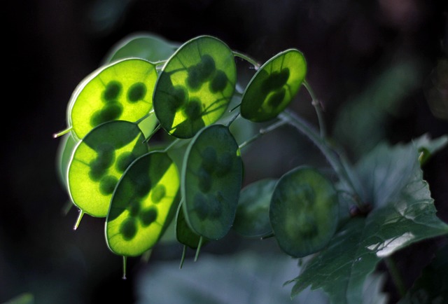 Free Lunaria Annua Nature photo and picture