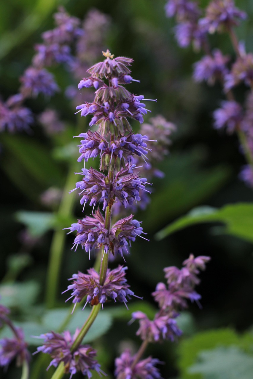 1+ Free Smouldering松明 & Sage Green Images Pixabay