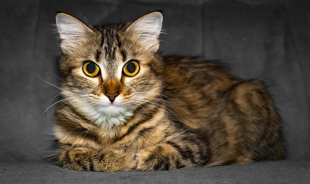 Gato, Natureza, Bicho De Estimação