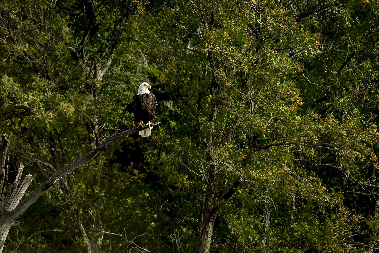 Águia, Arvores, Verde, Pássaro, Natureza