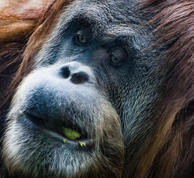 Free Gorilla Ape photo and picture