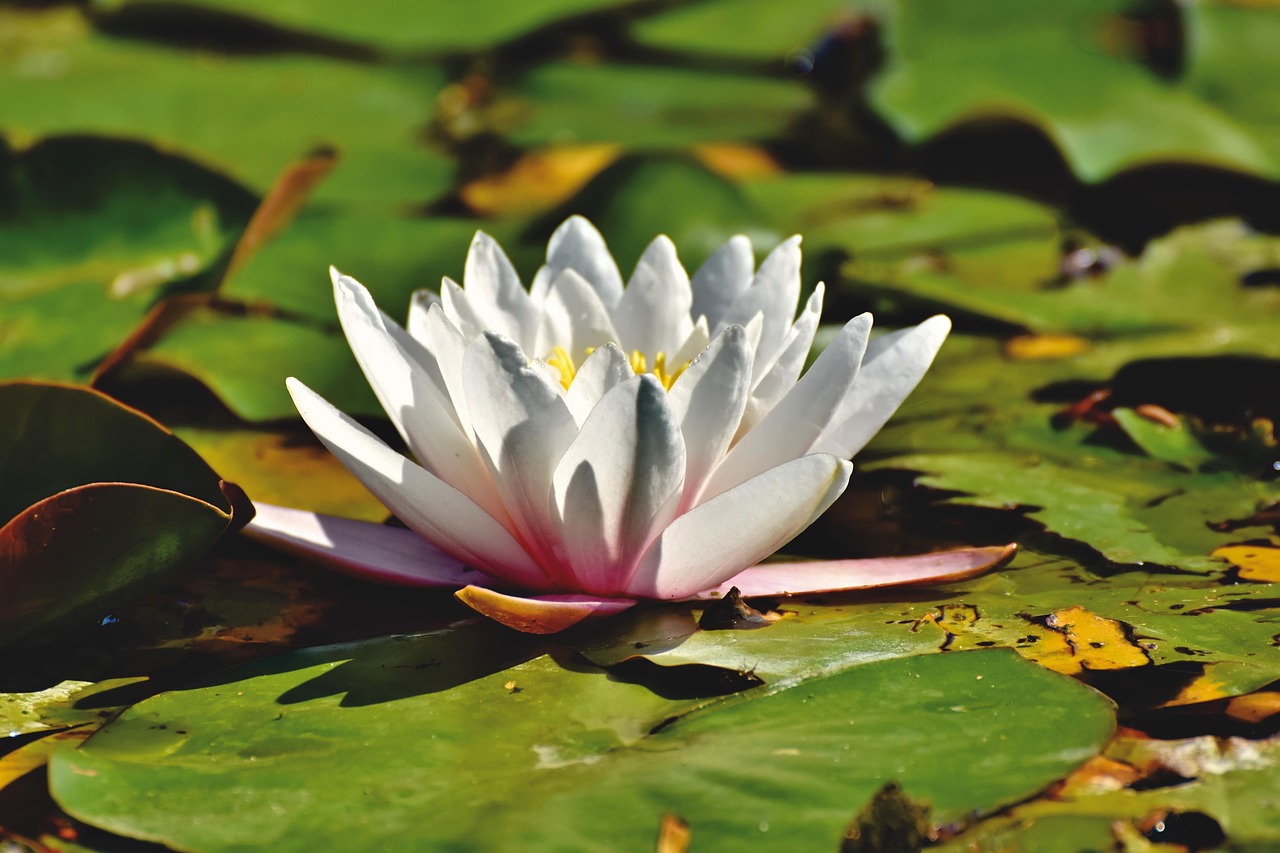 N nuphar Plante Aquatique Nuphar Photo Gratuite Sur Pixabay Pixabay N nuphar Plante Aquatique Nuphar Photo Gratuite Sur Pixabay Pixabay