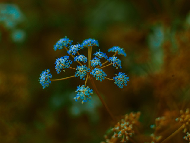 Free Flora Nature photo and picture