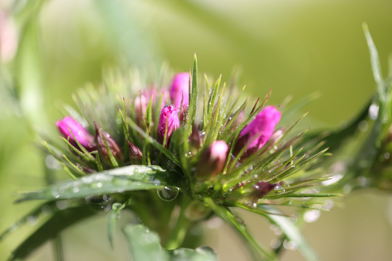 Blomma Blomning Grön - Gratis foto på Pixabay - Pixabay