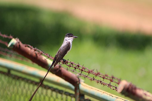 Free Bird Nature photo and picture